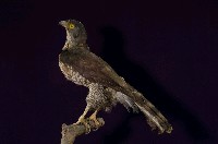 鳳頭蒼鷹藏品圖，第6張